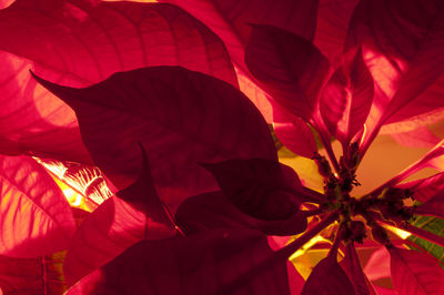 Full frame shot of red flowering plant