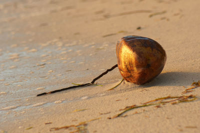 Moody evening light illuminates a large coconut on a tropical beach