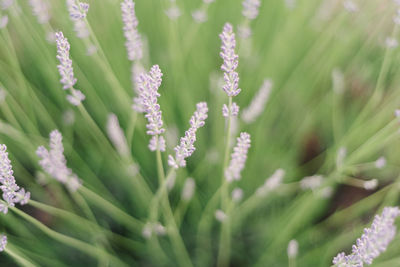 Close-up of white flowering plant