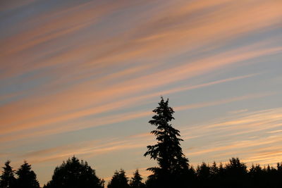 Low angle view of silhouette pine trees against sky during sunset