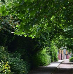 Road amidst trees