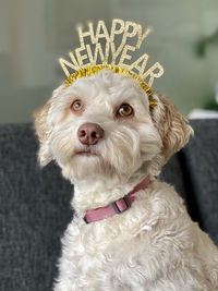 Portrait of white dog