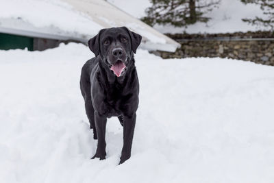 Portrait of dog on snow covered field