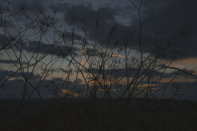 Silhouette plants on field against sky at sunset