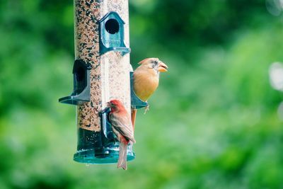 Close-up of birds perching on feeder