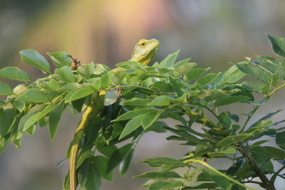 Close-up of lizard on plant