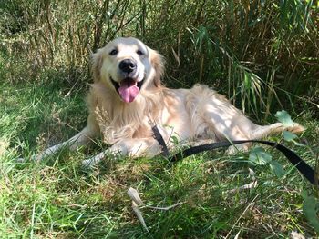 Dog in a field