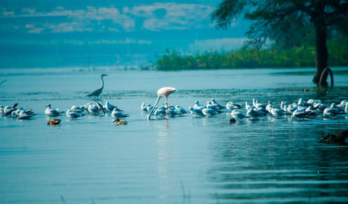 Flock of birds in lake, flamingo
