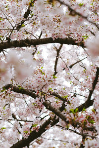 Close-up of cherry blossoms in spring