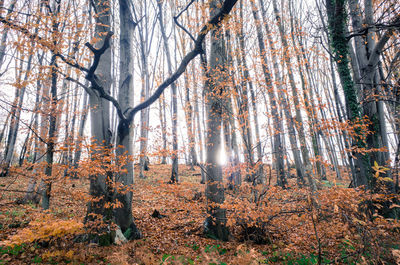 Pine trees in forest during autumn