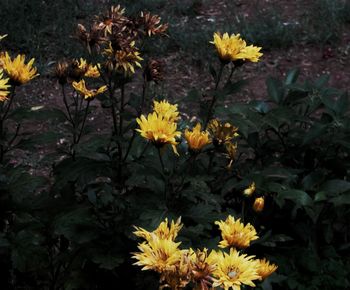 Yellow flowers blooming outdoors