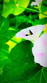 High angle view of purple flowering plant