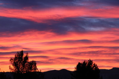 Silhouette trees against sky during sunset