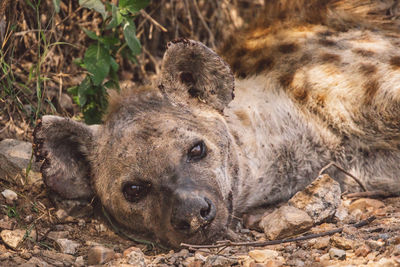 Close-up of hyena