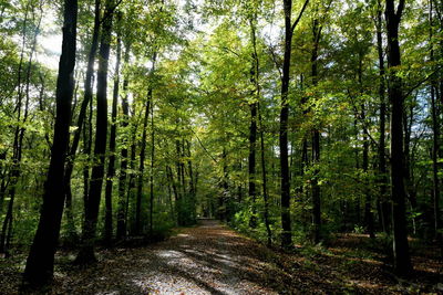 Pine trees in forest