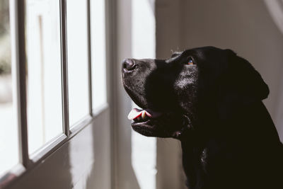 Close-up of a dog looking away at home