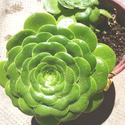 Close-up of green leaf