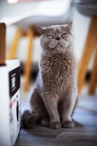 Close-up of cat sitting on floor at home