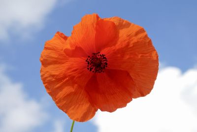 Low angle view of poppy flower against sky