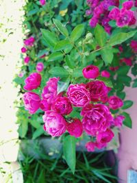 Close-up of pink flowers blooming outdoors