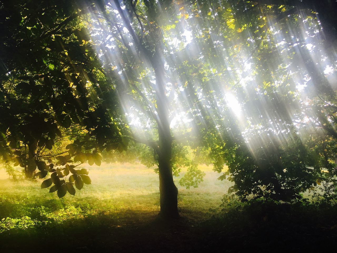sunlight, light, tree, plant, sunbeam, nature, environment, beauty in nature, land, forest, morning, leaf, tranquility, green, sun, landscape, scenics - nature, no people, sky, back lit, shadow, outdoors, fog, growth, tranquil scene, reflection, summer, non-urban scene, light - natural phenomenon, woodland, yellow, darkness, idyllic, grass, lens flare, mist, field
