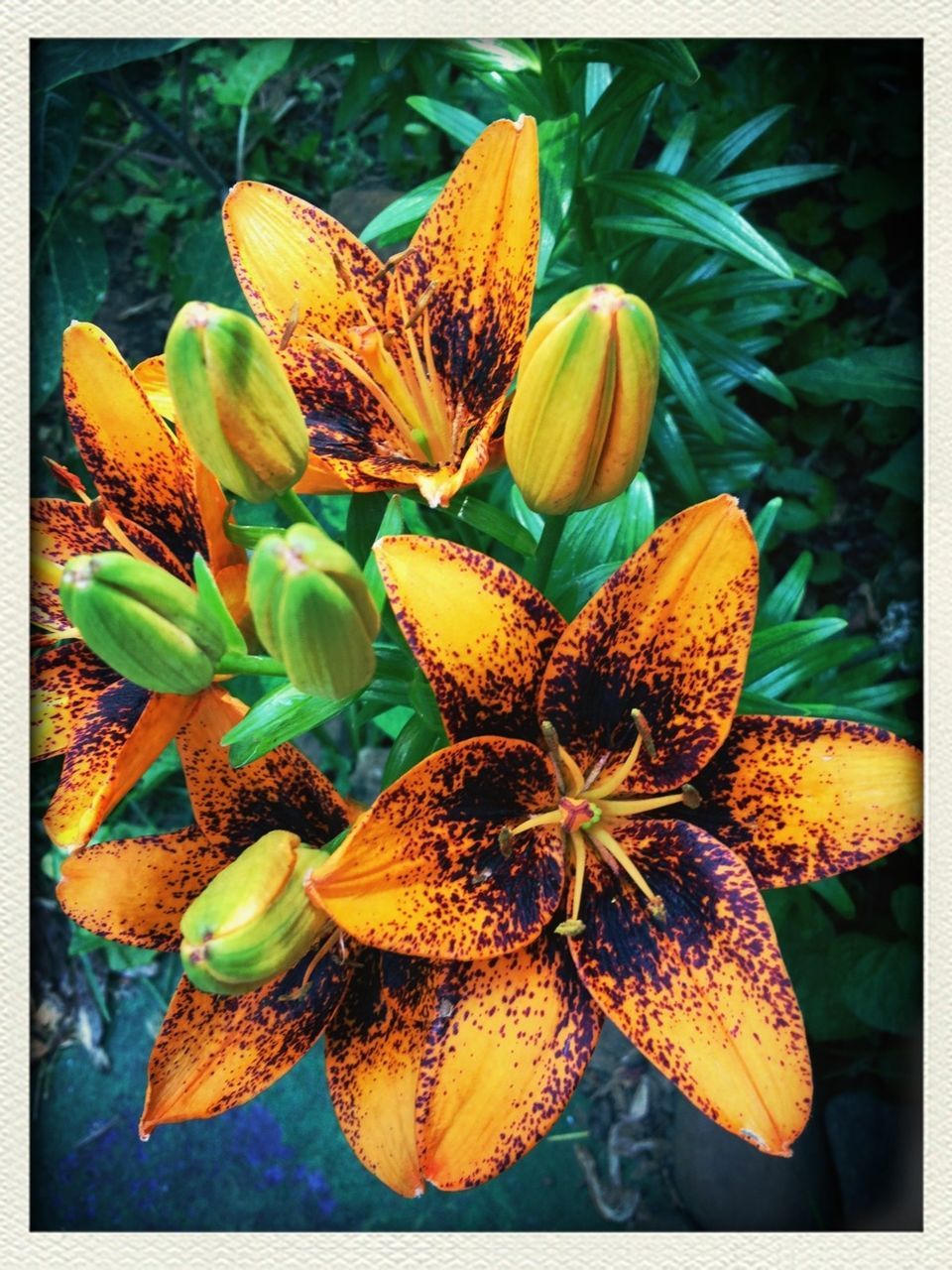 transfer print, flower, fragility, auto post production filter, freshness, close-up, flower head, petal, growth, leaf, nature, beauty in nature, plant, single flower, natural pattern, focus on foreground, yellow, pollen, stamen, botany