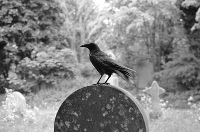 Close-up of bird perching on rock