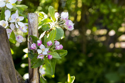 Close-up of purple flowering plant