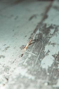 Close-up of insect on wood