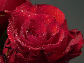 Close-up of wet red rose in rainy season