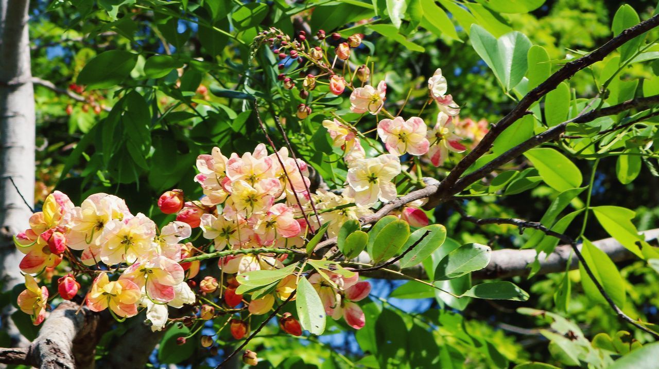 CLOSE-UP OF FLOWERING PLANT WITH RED FLOWERS