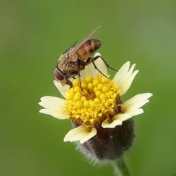 Close-up of butterfly pollinating on flower