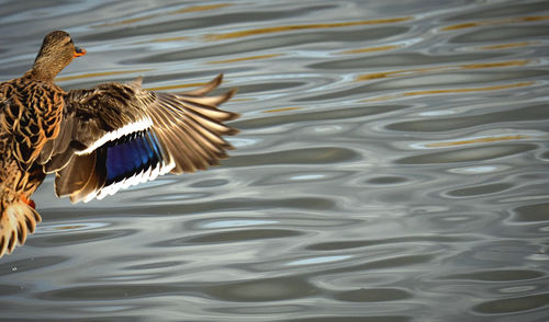 View of birds swimming in lake