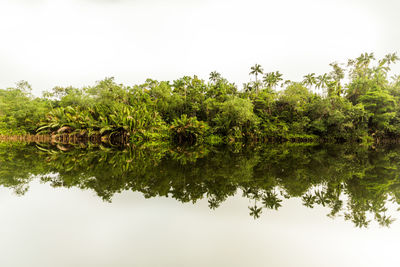 Reflection of trees in lake against clear sky