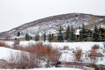 Snow covered land and trees against sky