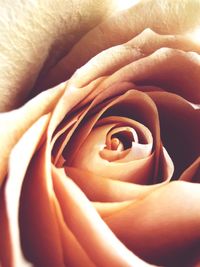 Close-up of rose