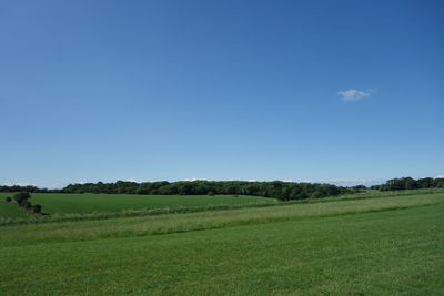 Scenic view of field against clear blue sky