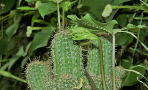 Close-up of cactus on plant
