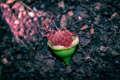 Close-up of red chili pepper