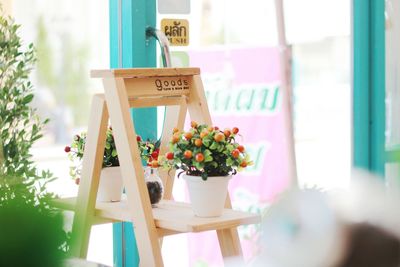 Close-up of potted plant hanging on clothesline