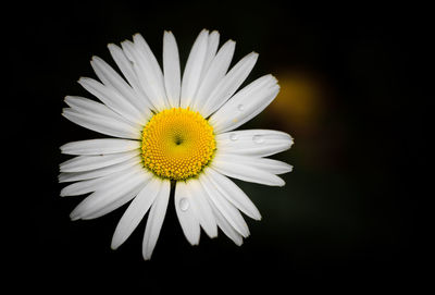 Close-up of yellow flower blooming against black background