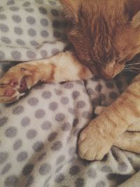 Close-up of cat relaxing on bed at home