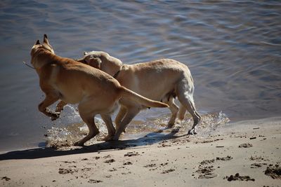 High angle view of dogs playing at beach on sunny day