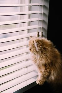 Side view of persian cat looking through window