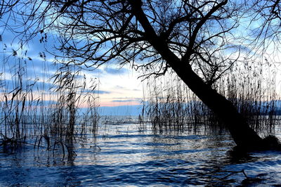 Bare trees against sky