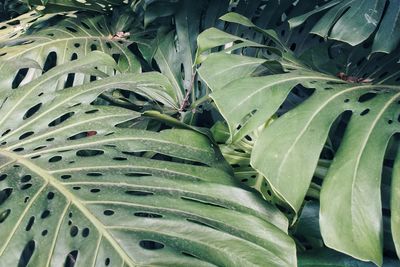 Full frame shot of succulent plant