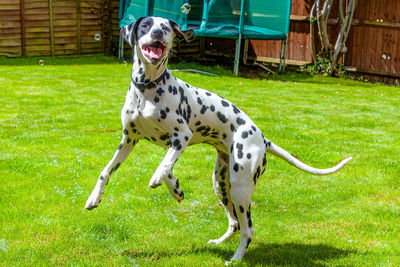 Portrait of a dalmatian chasing bubbles in the garden