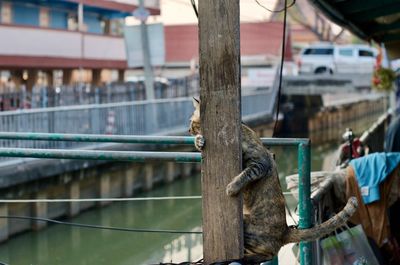 Close-up of ropes in city