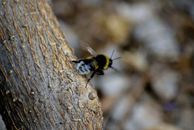 Close-up of bee on tree trunk