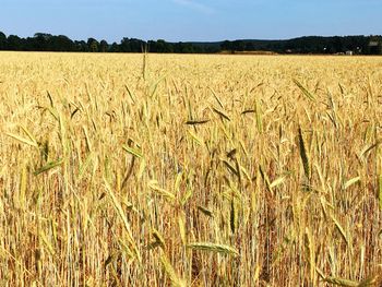 Scenic view of wheat field against sky